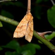 Tiliacea citrago (Linnaeus, 1758) - Xanthie citronnée 