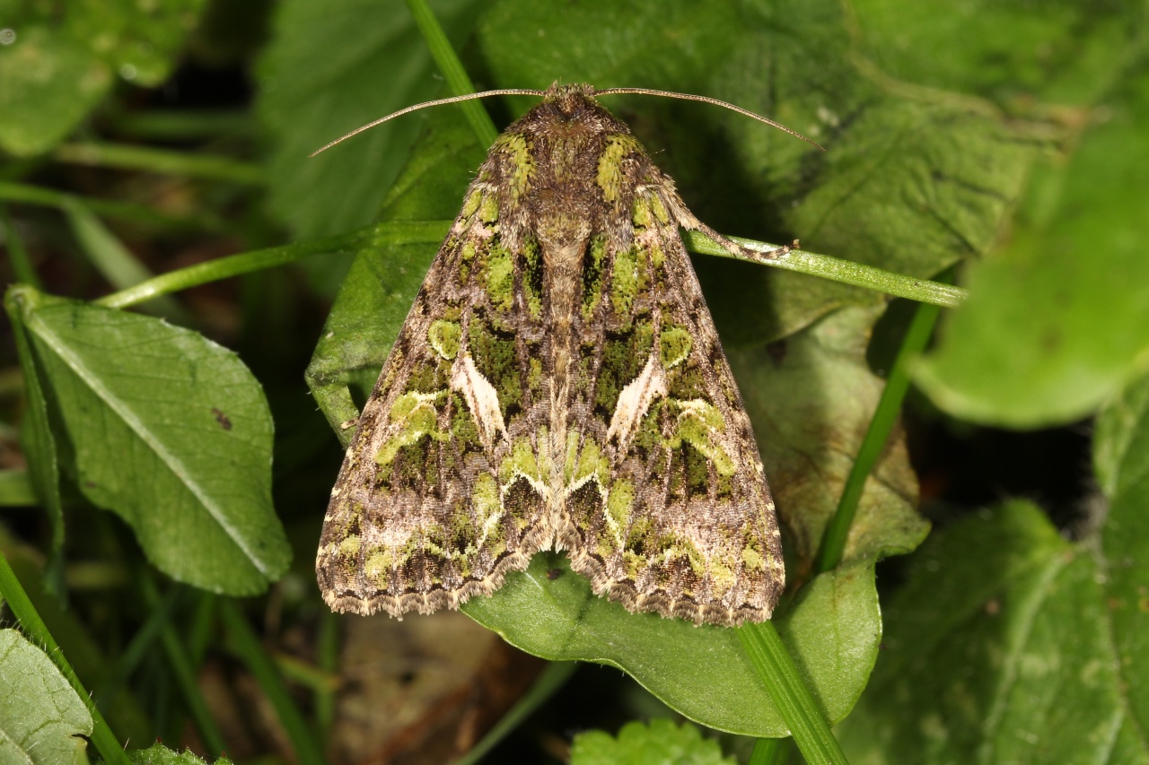 Trachea atriplicis (Linnaeus, 1758) - Noctuelle de l'Arroche