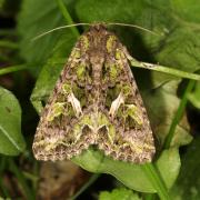 Trachea atriplicis (Linnaeus, 1758) - Noctuelle de l'Arroche