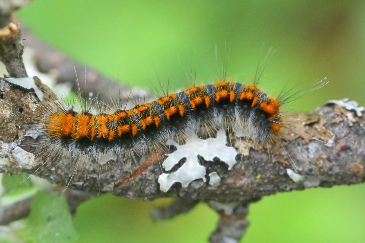 Trichiura crataegi (Linnaeus, 1758) - Bombyx de l'Aubépine (chenille)