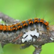 Trichiura crataegi (Linnaeus, 1758) - Bombyx de l'Aubépine (chenille)