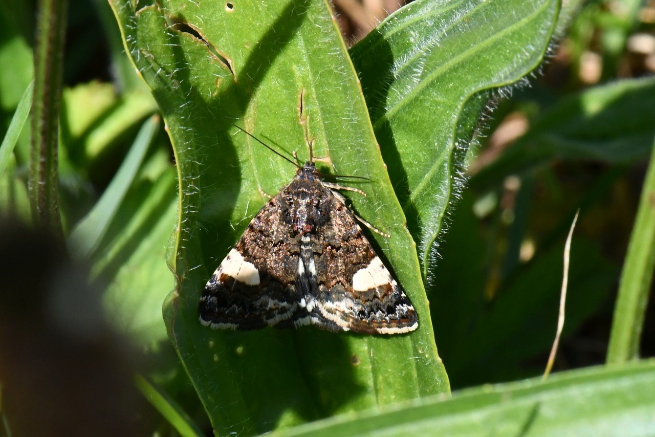 Tyta luctuosa (Denis & Schiffermüller, 1775) - Noctuelle en deuil, Funèbre