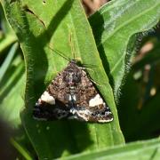 Tyta luctuosa (Denis & Schiffermüller, 1775) - Noctuelle en deuil, Funèbre