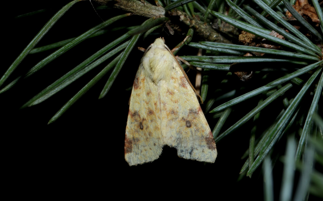 Cirrhia icteritia (Hufnagel, 1766) - Xanthie cirée