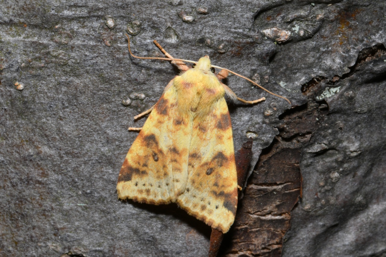 Cirrhia icteritia (Hufnagel, 1766) - Xanthie cirée