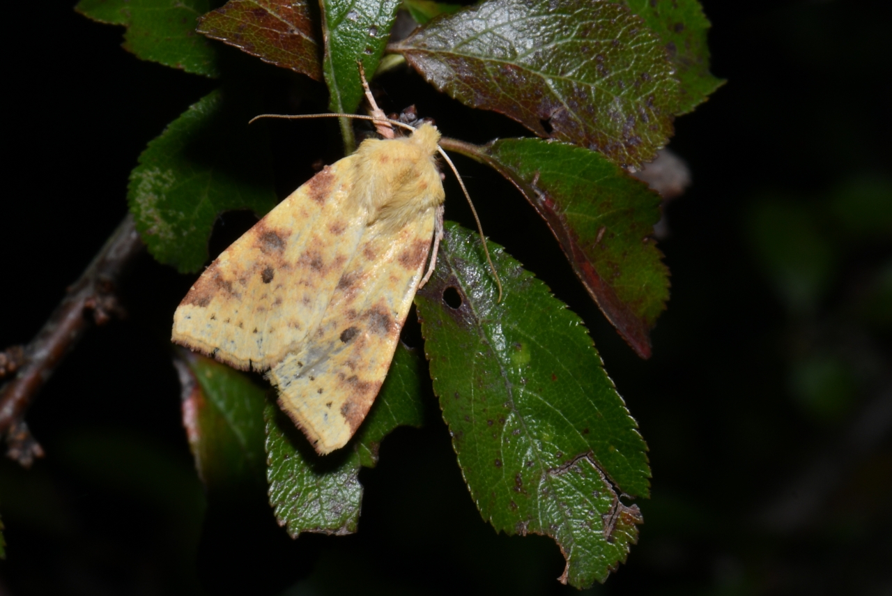 Cirrhia icteritia (Hufnagel, 1766) - Xanthie cirée