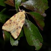 Cirrhia icteritia (Hufnagel, 1766) - Xanthie cirée