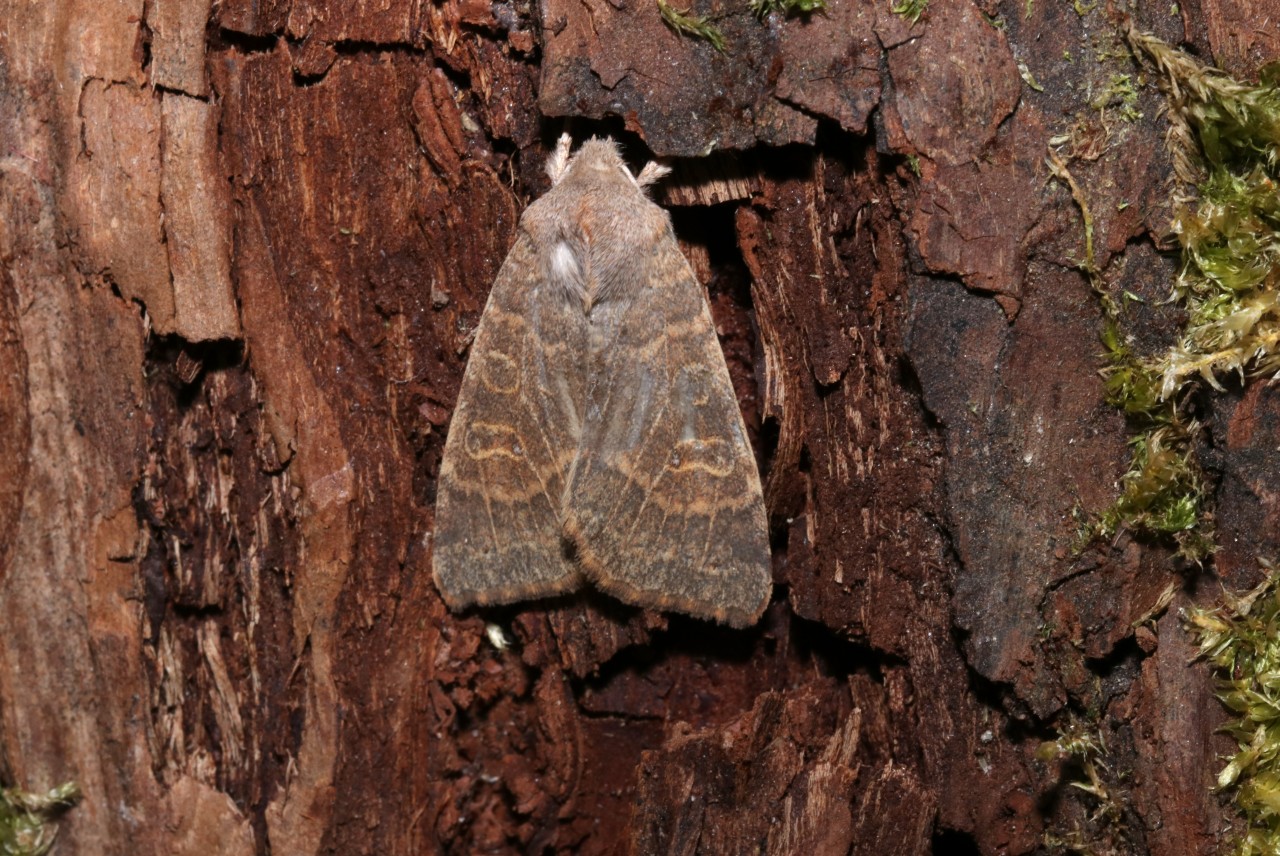 Cirrhia ocellaris (Borkhausen, 1792) - Xanthie paillée