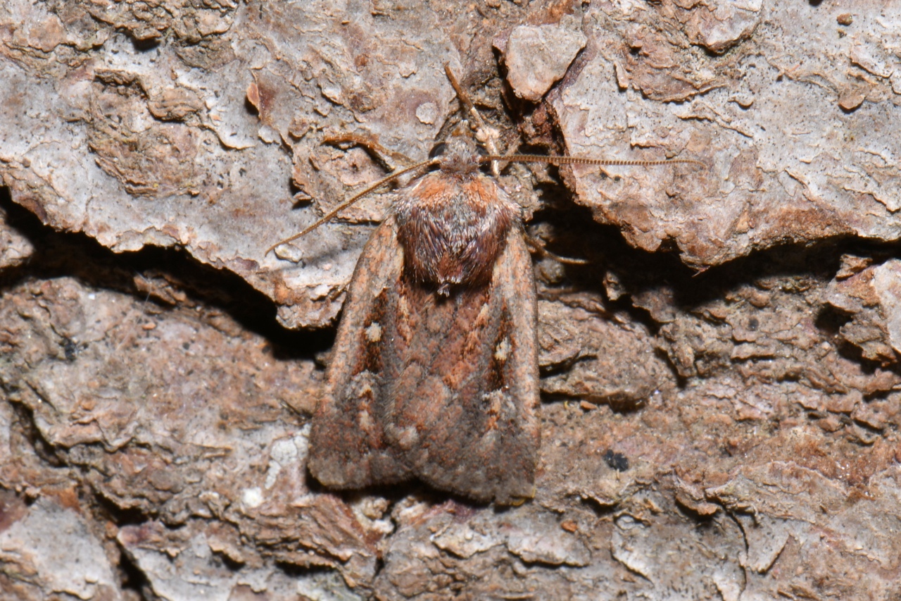 Xestia agathina (Duponchel, 1828) - Noctuelle agathine