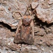 Xestia agathina (Duponchel, 1828) - Noctuelle agathine