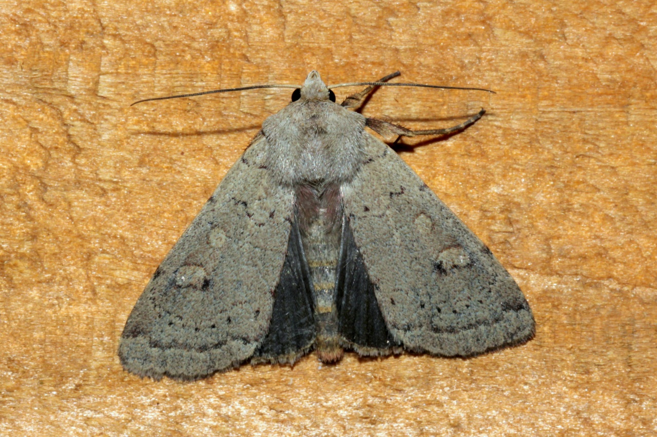 Xestia castanea (Esper, 1798) f. grise neglecta - Noctuelle négligée