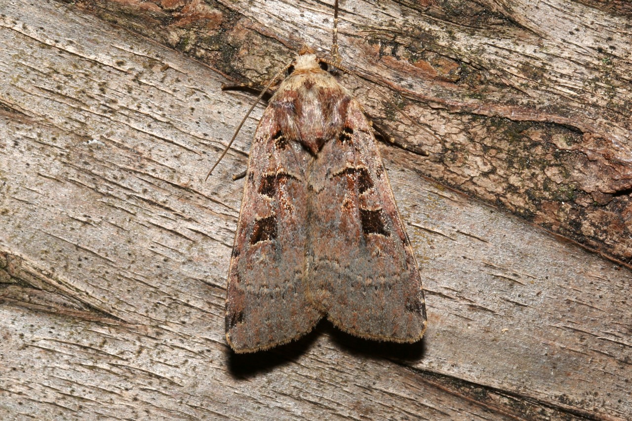 Xestia triangulum (Hufnagel, 1766) - Noctuelle de la Chélidoine