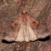 Xestia stigmatica (Hübner, 1813) - Noctuelle Rhomboïde