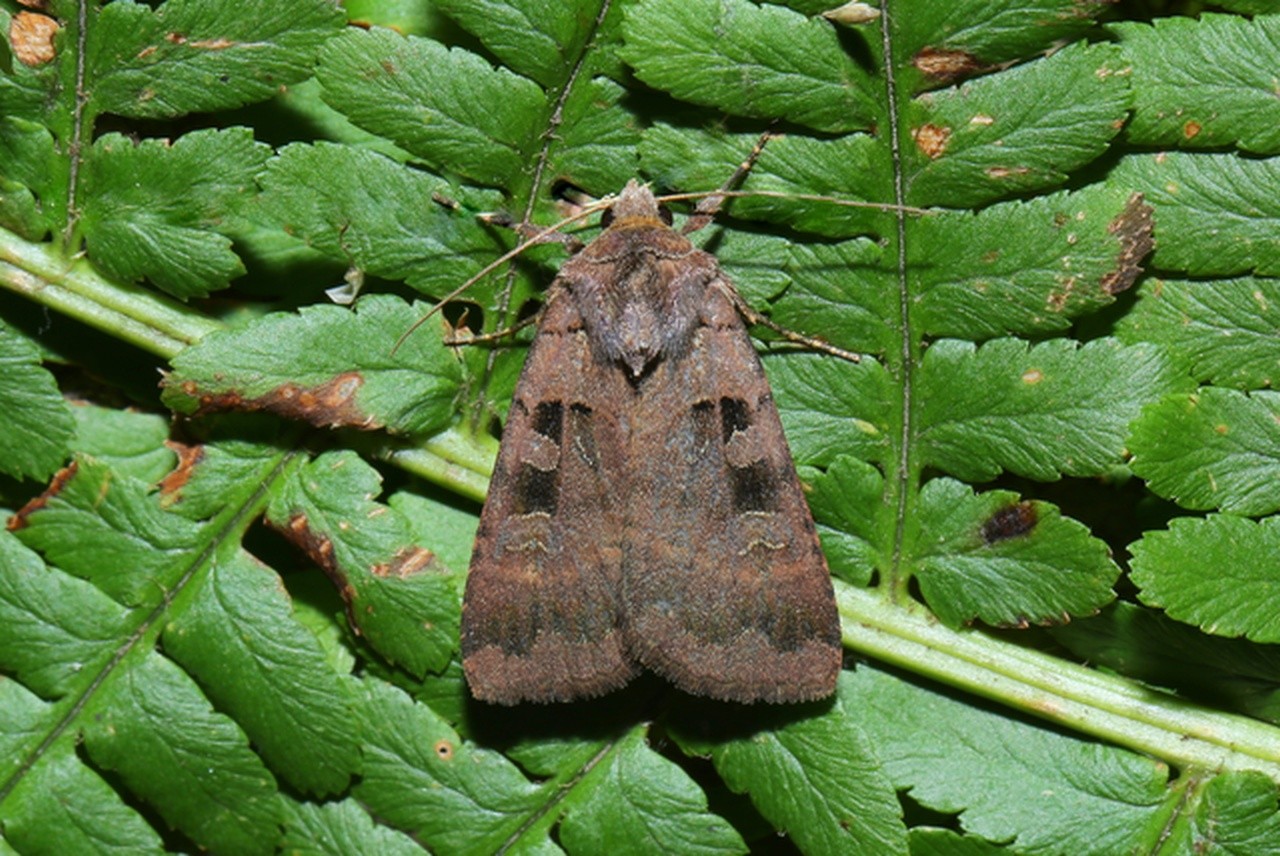 Xestia stigmatica (Hübner, 1813) - Noctuelle rhomboïde