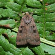 Xestia stigmatica (Hübner, 1813) - Noctuelle rhomboïde