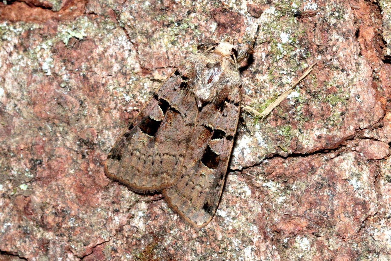 Xestia triangulum (Hufnagel, 1766) - Noctuelle de la Chélidoine