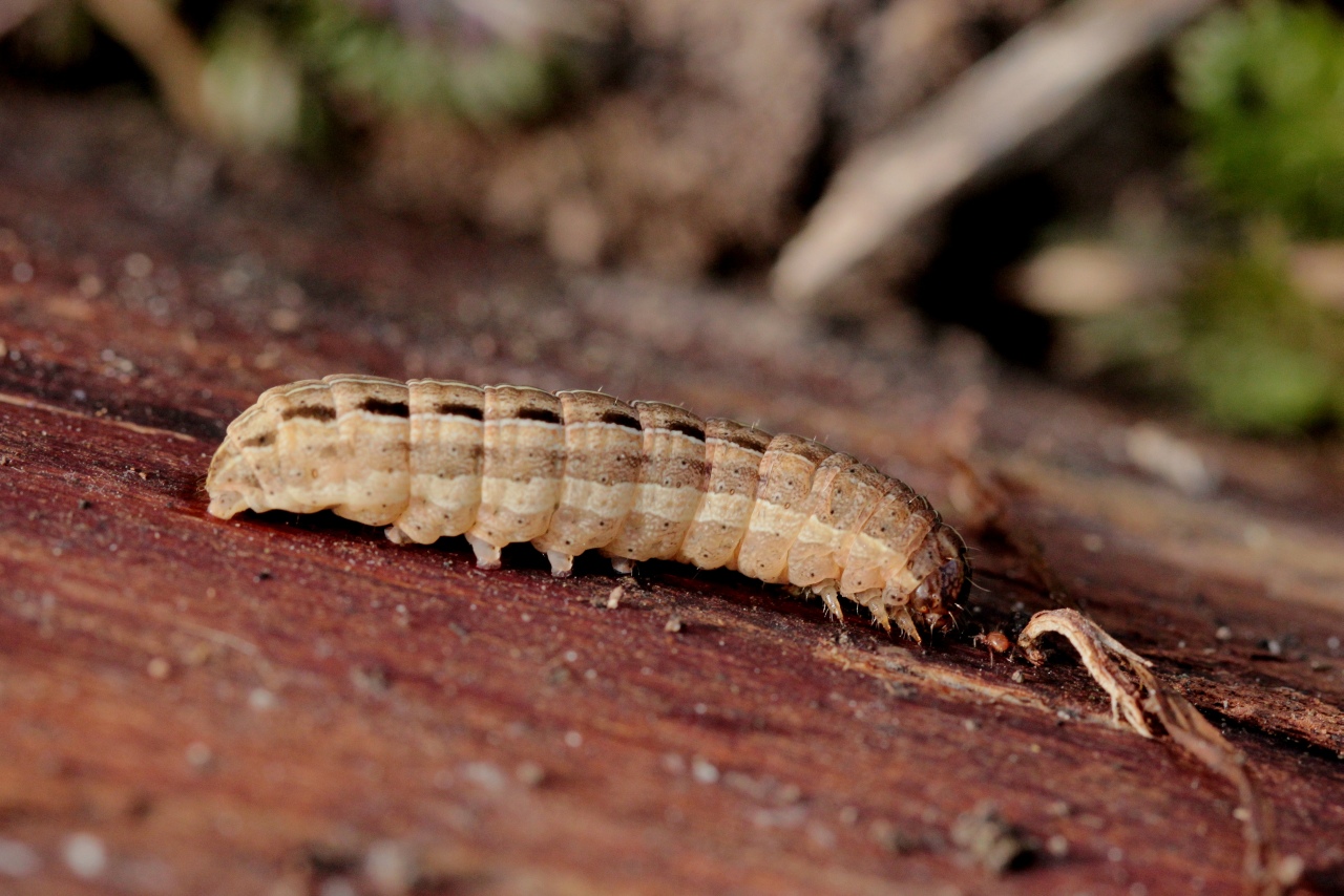 Xestia xanthographa (Denis & Schiffermüller, 1775) - Trimaculée (chenille)