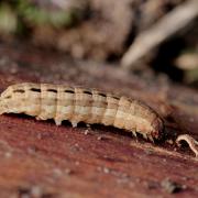 Xestia xanthographa (Denis & Schiffermüller, 1775) - Trimaculée (chenille)