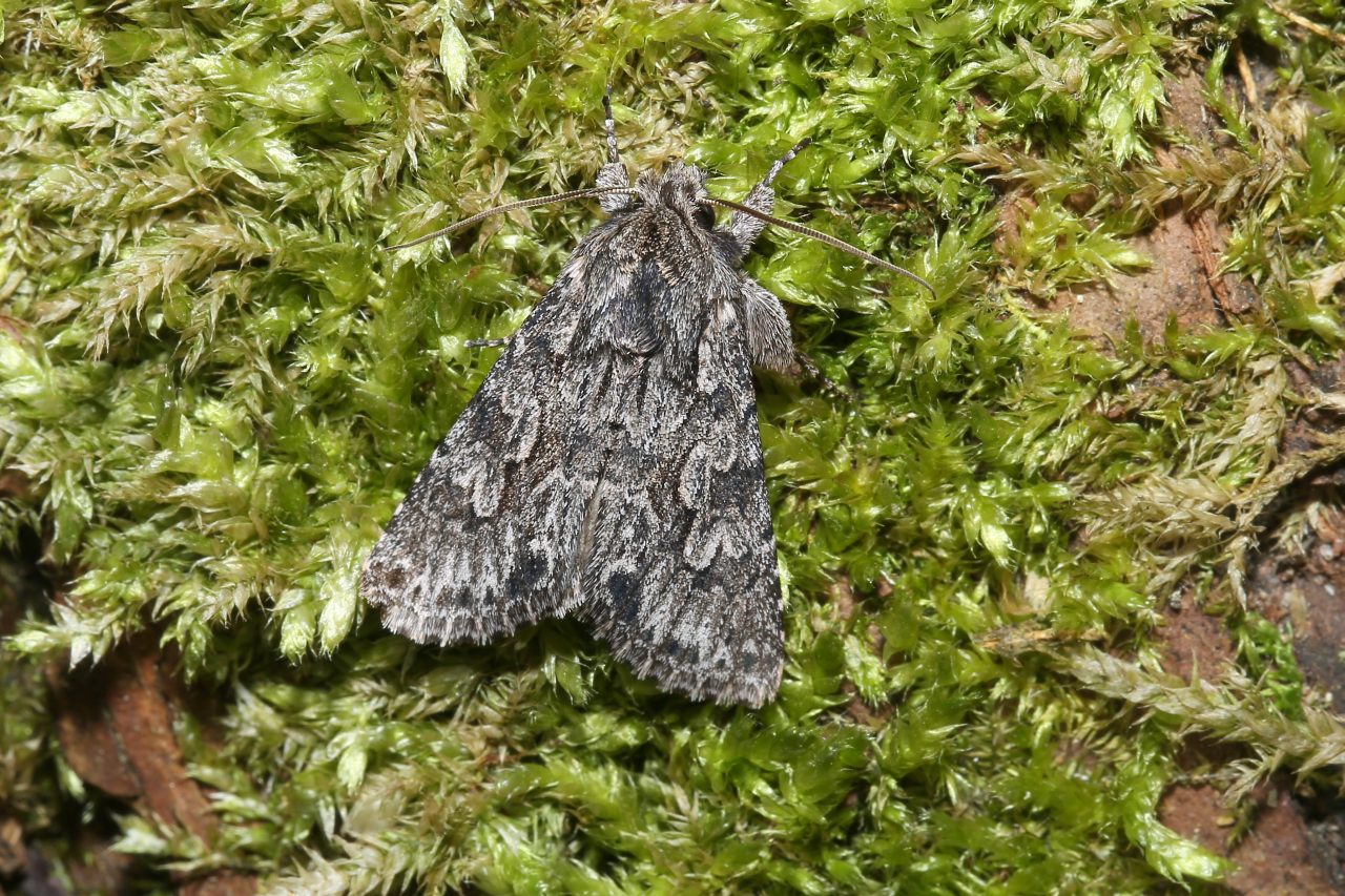 Xylocampa areola (Esper, 1789) - Noctuelle aréolée