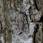 Xylocampa areola (Esper, 1789) - Noctuelle aréolée