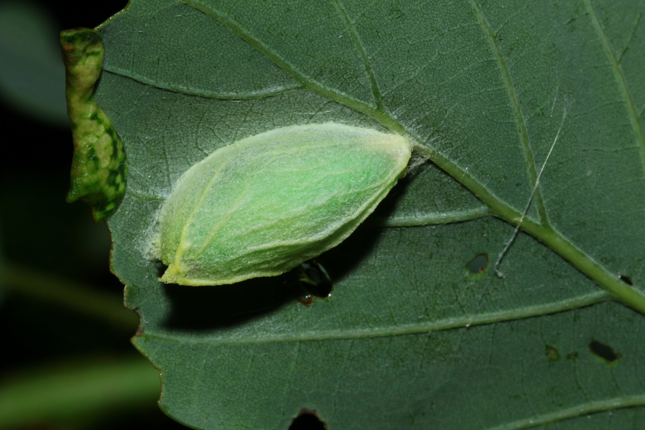 Bena bicolorana (Fuessly, 1775) - Halias du Chêne (chrysalide)