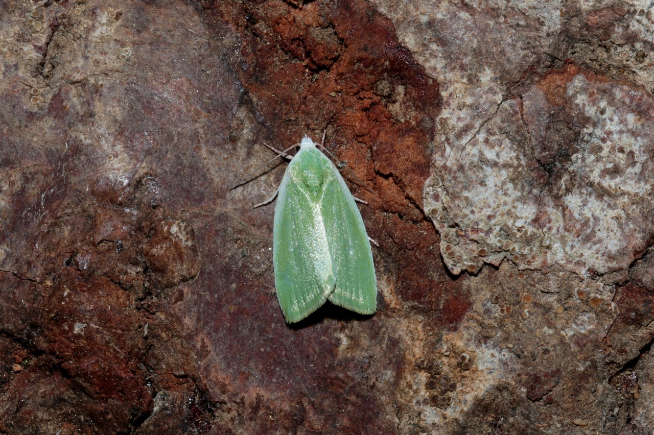 Earias clorana (Linnaeus, 1760) - Halias du Saule