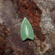 Earias clorana (Linnaeus, 1760) - Halias du Saule