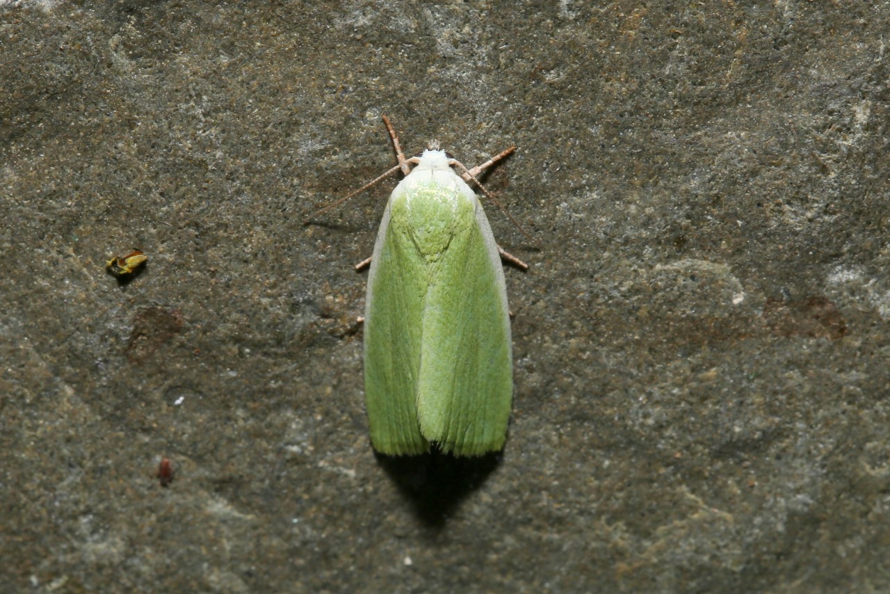 Earias clorana (Linnaeus, 1760) - Halias du Saule