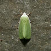 Earias clorana (Linnaeus, 1760) - Halias du Saule