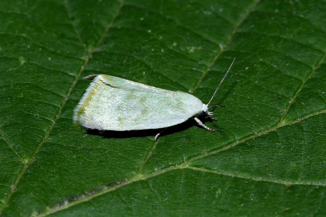 Earias vernana (Fabricius, 1787) - Halias du Peuplier