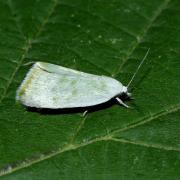 Earias vernana (Fabricius, 1787) - Halias du Peuplier