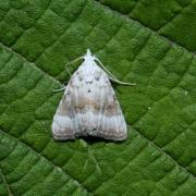 Meganola albula (Denis & Schiffermüller, 1775) - Nole blanchâtre