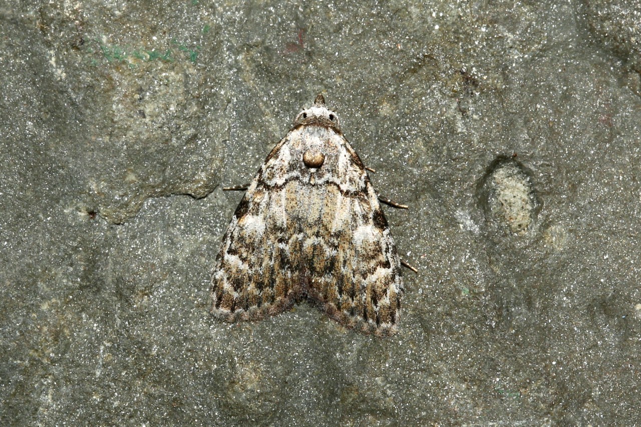 Meganola strigula (Denis & Schiffermüller, 1775) - Note striolée