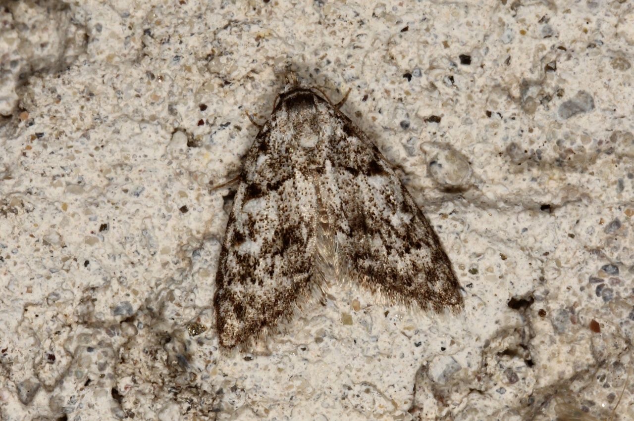 Nola cicatricalis (Treitschke, 1835) - Cicatrice