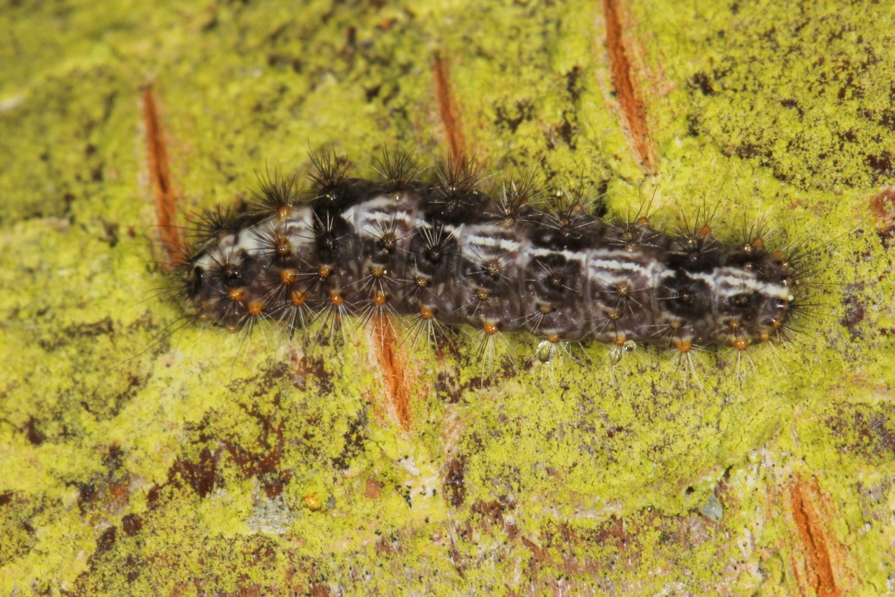 Nola cucullatella (Linnaeus, 1758) - Nole-capuchon (chenille)