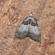 Nola cucullatella (Linnaeus, 1758) - Nole-capuchon