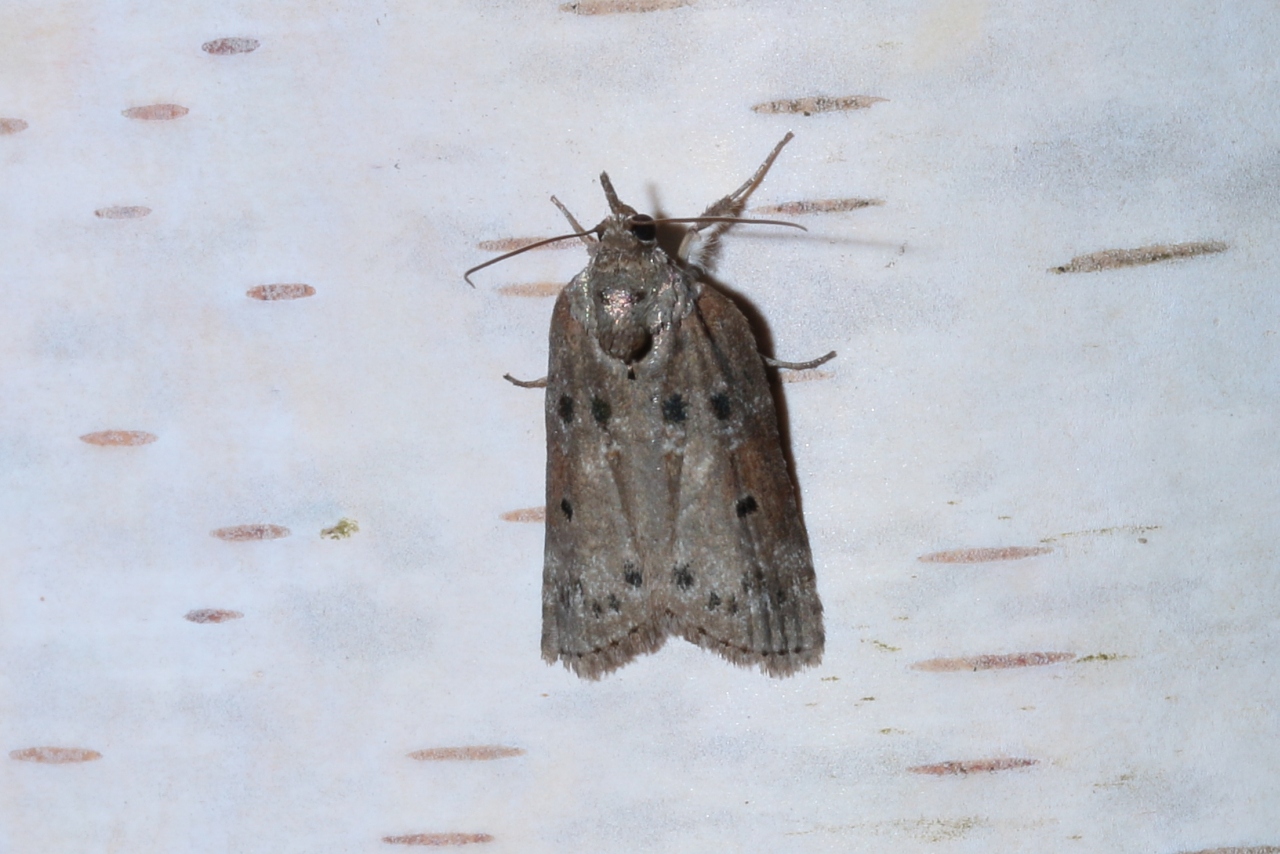 Nycteola revayana (Scopoli, 1772) f. ilicana - Sarrothripe de Revay