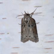 Nycteola revayana (Scopoli, 1772) f. ilicana - Sarrothripe de Revay