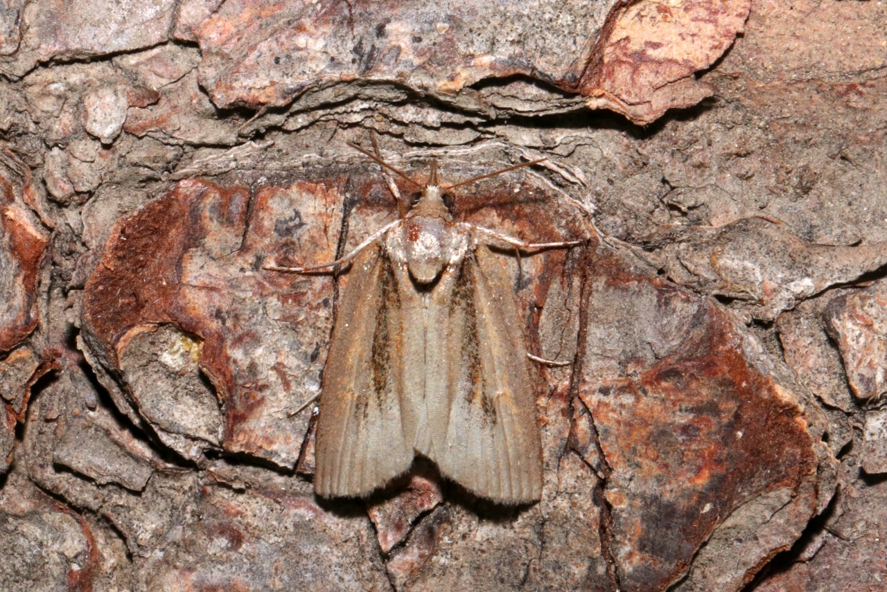 Nycteola revayana (Scopoli, 1772) f. ramosana - Sarrothripe de Revay