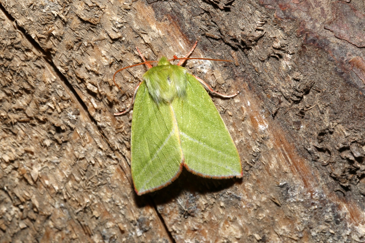 Pseudoips prasinanus (Linnaeus, 1758) - Halias du Hêtre