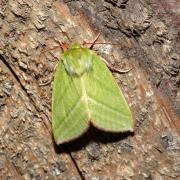 Pseudoips prasinanus (Linnaeus, 1758) - Halias du Hêtre