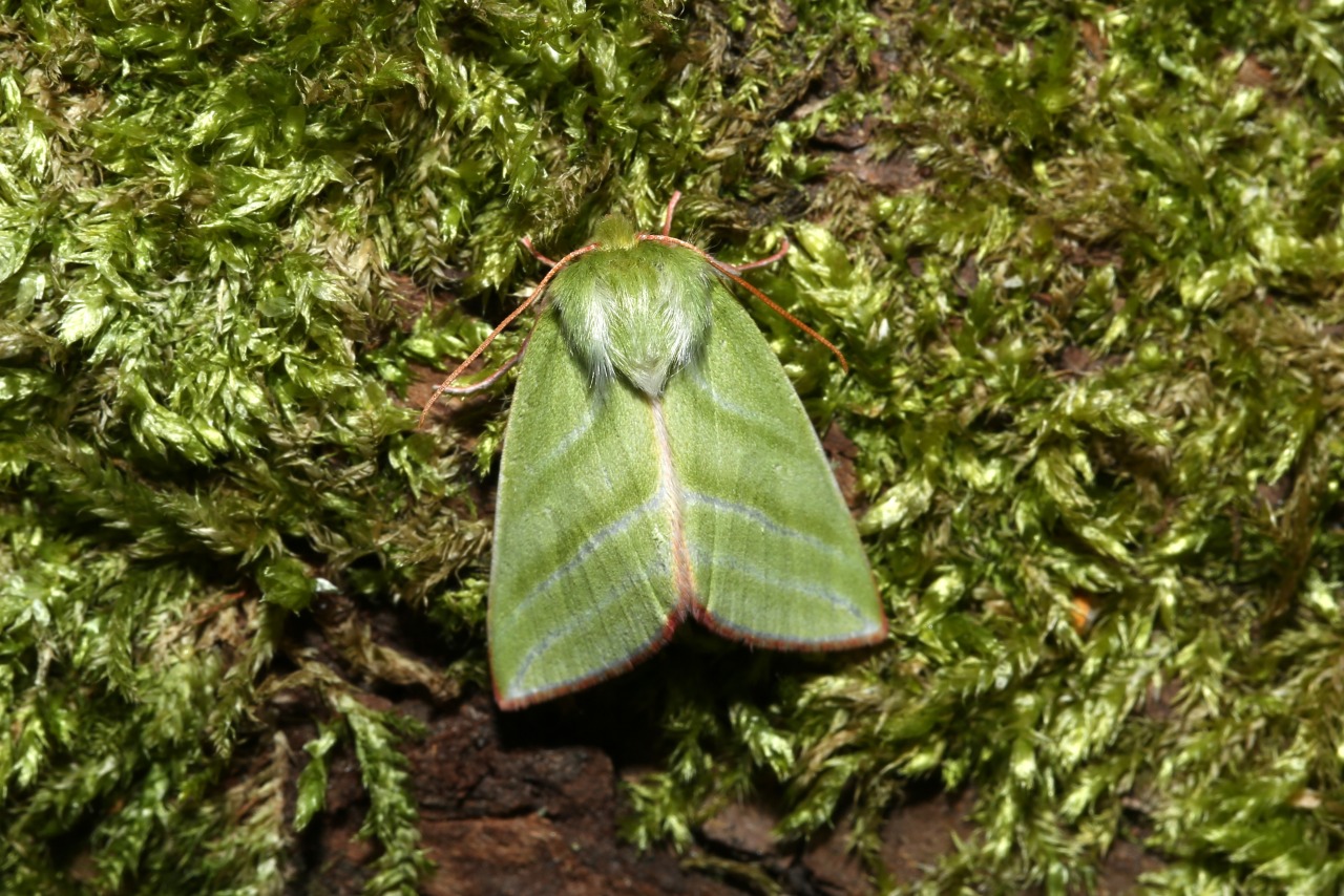 Pseudoips prasinanus (Linnaeus, 1758) - Halias du Hêtre