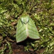 Pseudoips prasinanus (Linnaeus, 1758) - Halias du Hêtre