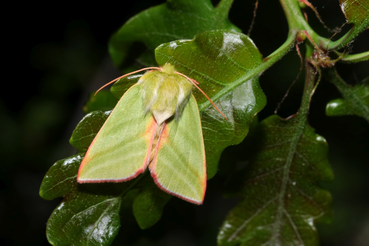 Pseudoips prasinanus (Linnaeus, 1758) - Halias du Hêtre