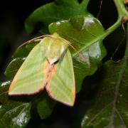 Pseudoips prasinanus (Linnaeus, 1758) - Halias du Hêtre