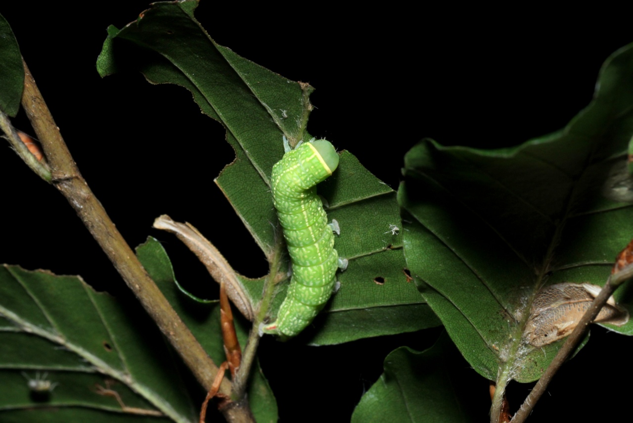 Pseudoips prasinanus (Linnaeus, 1758) - Halias du Hêtre (chenille)