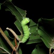 Pseudoips prasinanus (Linnaeus, 1758) - Halias du Hêtre (chenille)