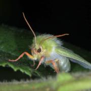 Pseudoips prasinanus (Linnaeus, 1758) - Halias du Hêtre