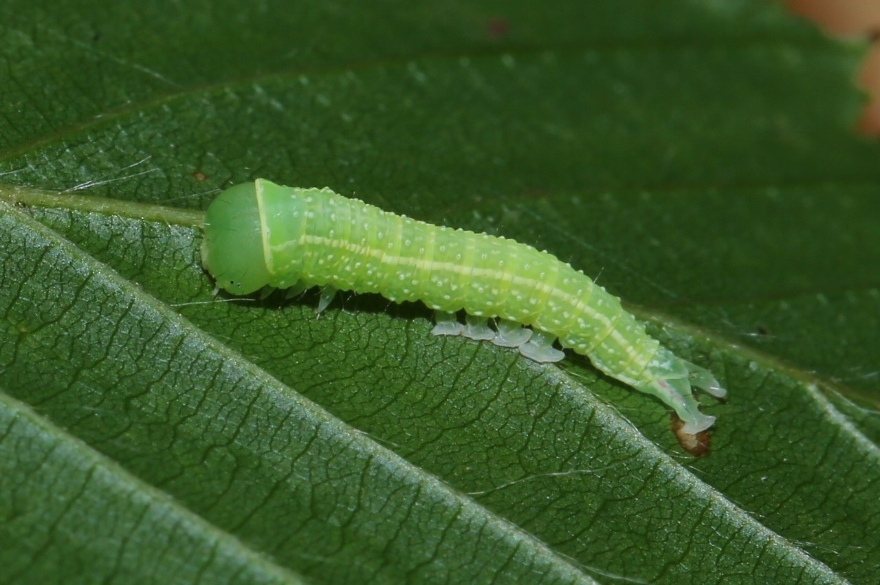 Pseudoips prasinanus (Linnaeus, 1758) - Halias du Hêtre (chenille)