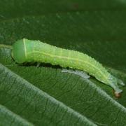 Pseudoips prasinanus (Linnaeus, 1758) - Halias du Hêtre (chenille)